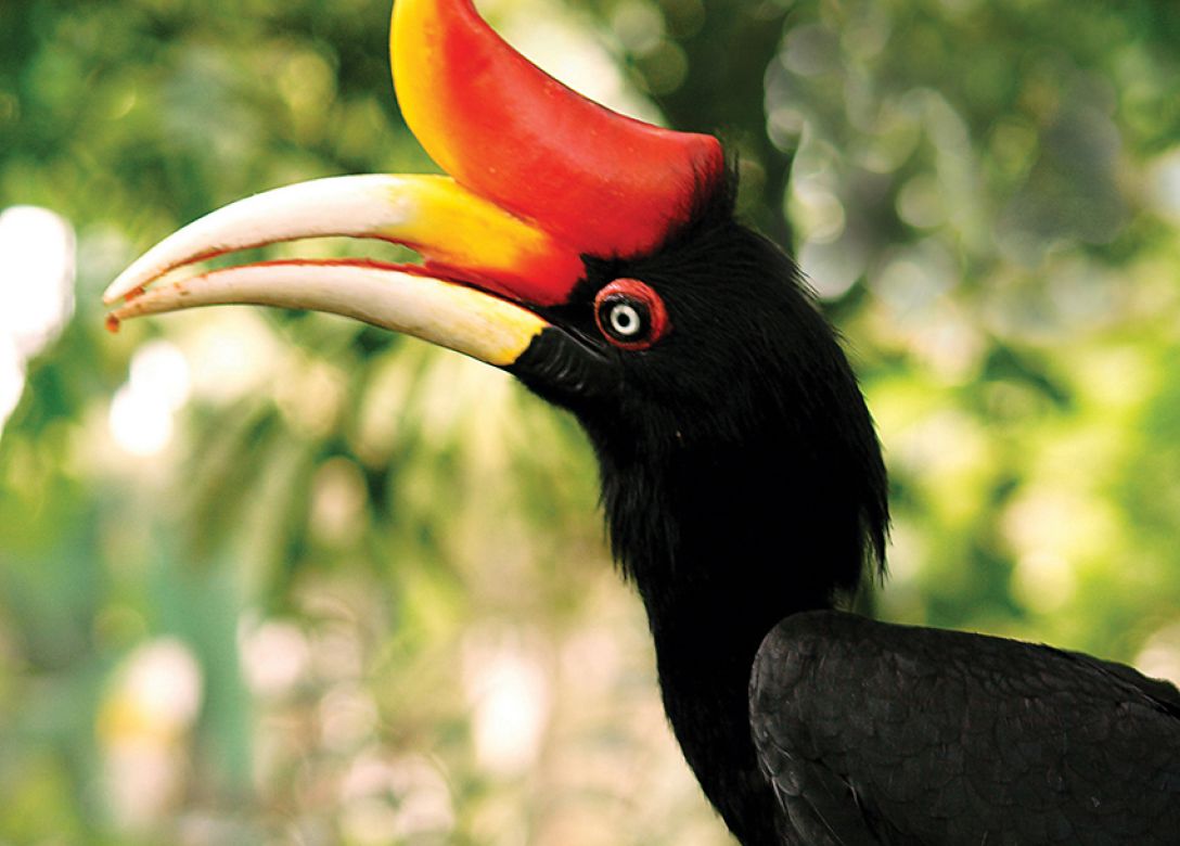 KL Bird Park