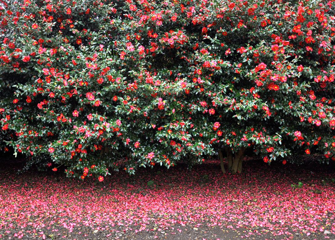 Camellia Hill - Credit Card Travel Offers